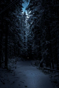 Foggy forest path at night with glowing eyes peering through the trees.
