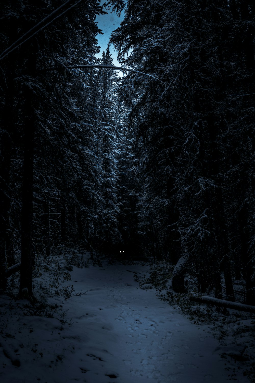 fotografia di paesaggio della foresta