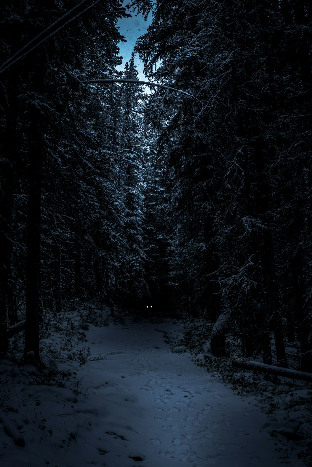 Forest photo spot Sunshine Village Radium Hot Springs