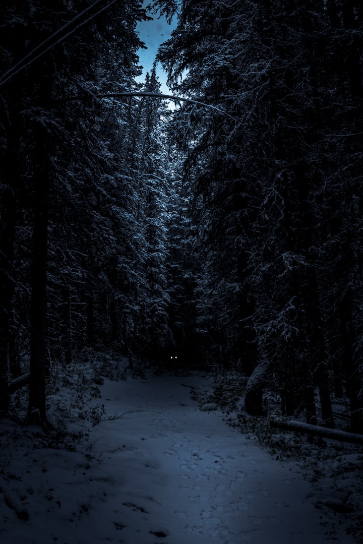 Forest Trail Footprints 