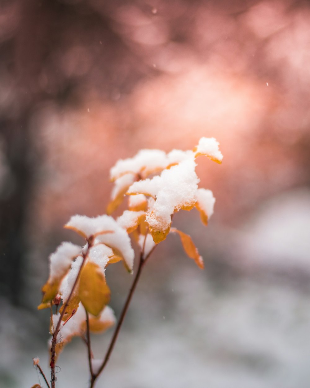 white leafed plant in focus photography