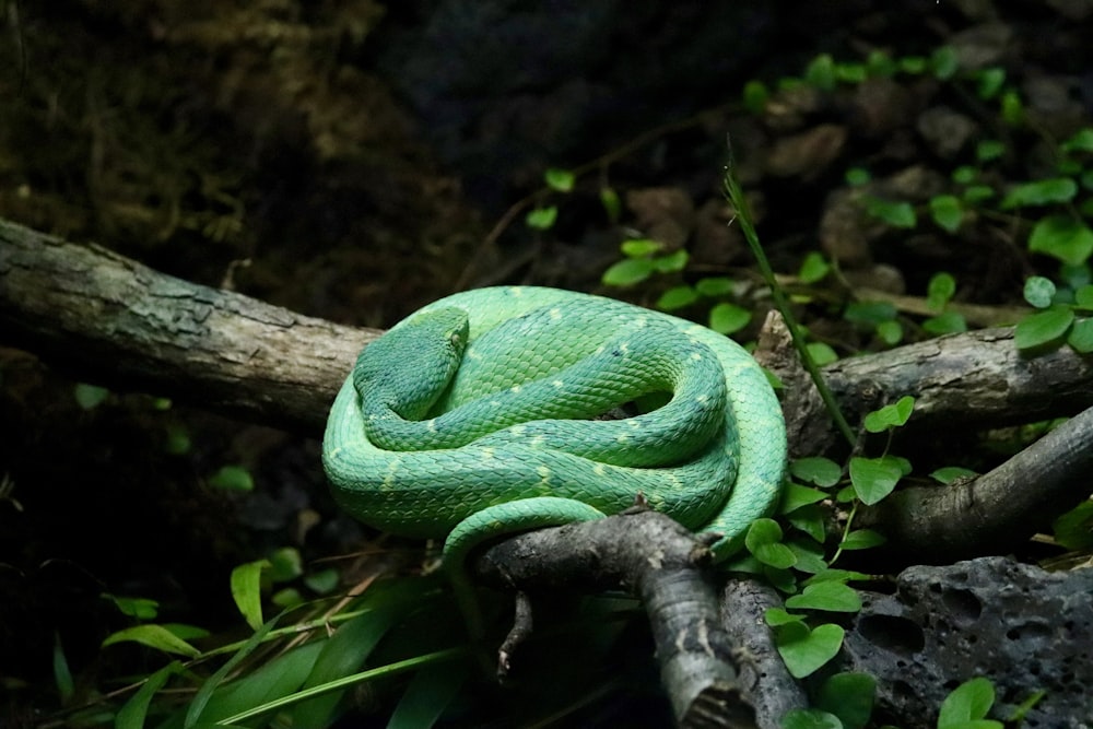 grüne Schlange auf Ast liegend, umgeben von grün belaubten Pflanzen