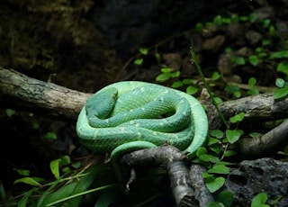 green snake lying on tree branch surrounded by green leafed plants