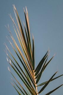 A close-up view of a palm leaf set against a plain blue sky. The leaf has long, narrow green fronds with some brownish edges, and it is captured with a slight upward angle that gives a sense of growth and movement.