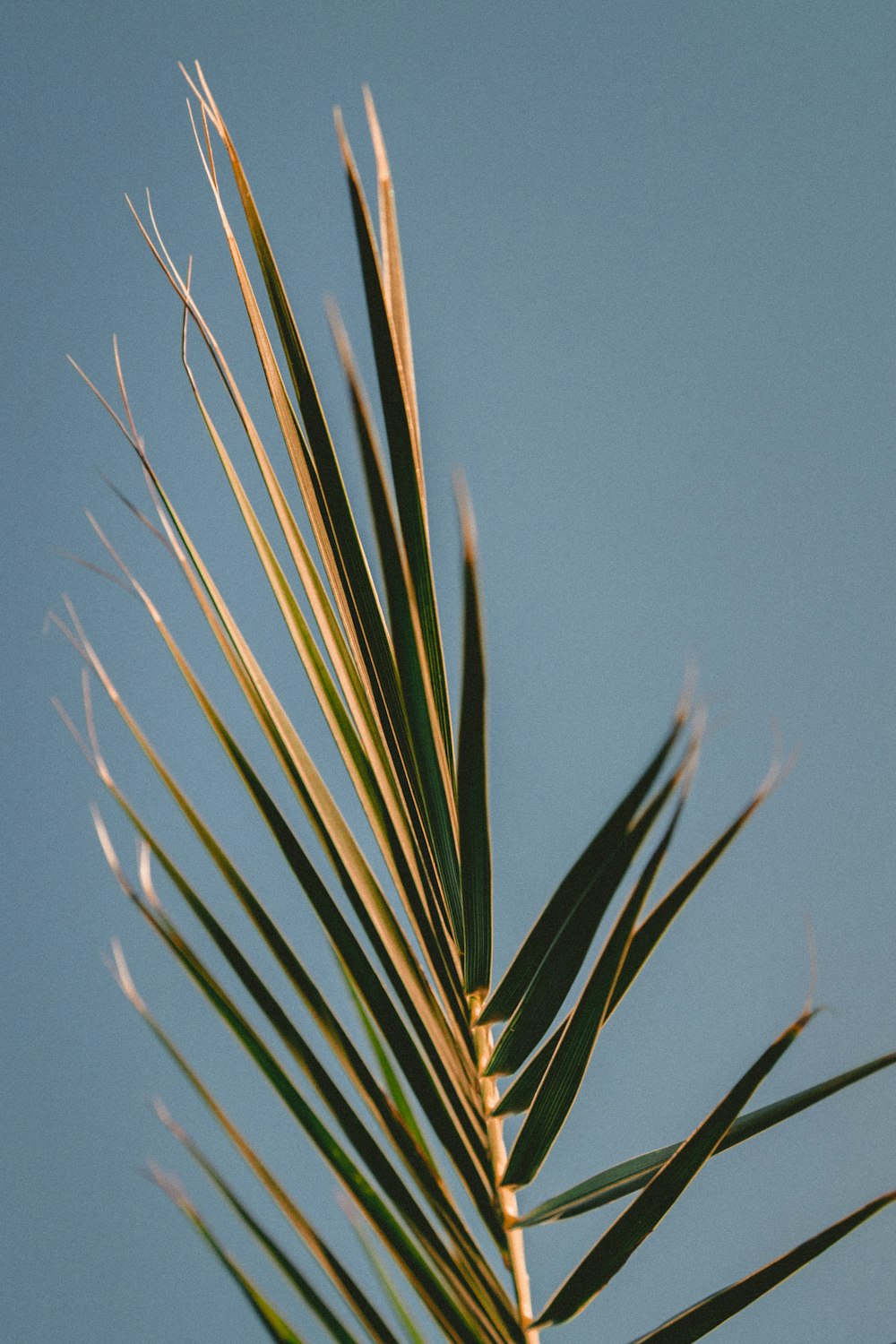 close up photography of green linear leaf