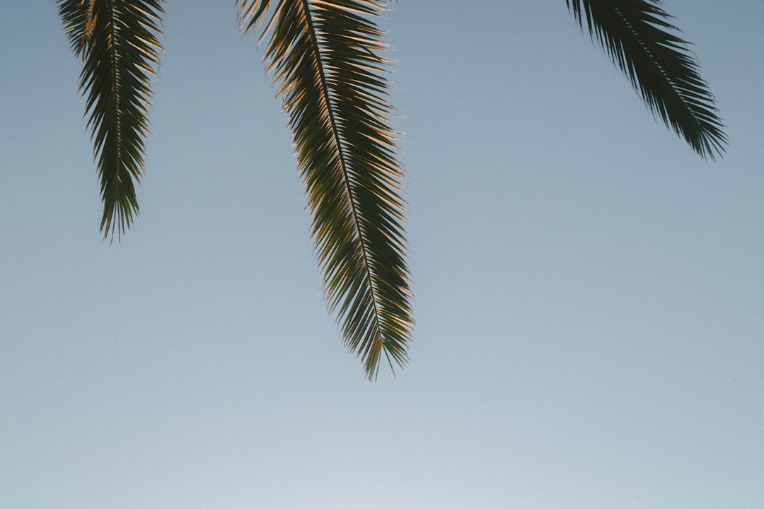 green leafed tree, Tripple Palm