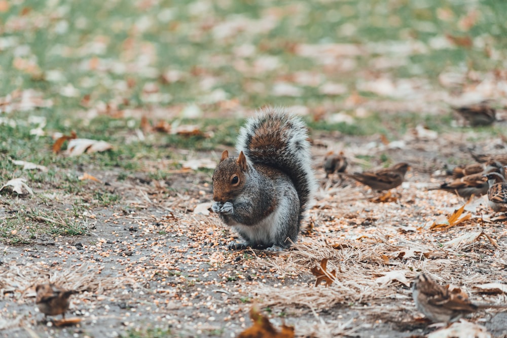 흰색, 회색 및 갈색 다람쥐가 마른 잎으로 둘러싸인 갈색 참새 근처에 있습니다.