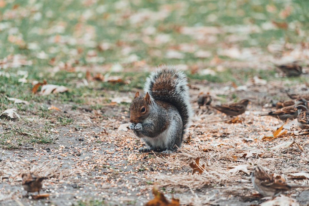 Wildlife photo spot Central Park South 606 1st Avenue