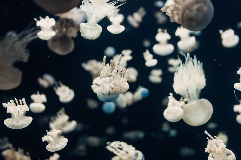 foto subaquática de águas-vivas brancas