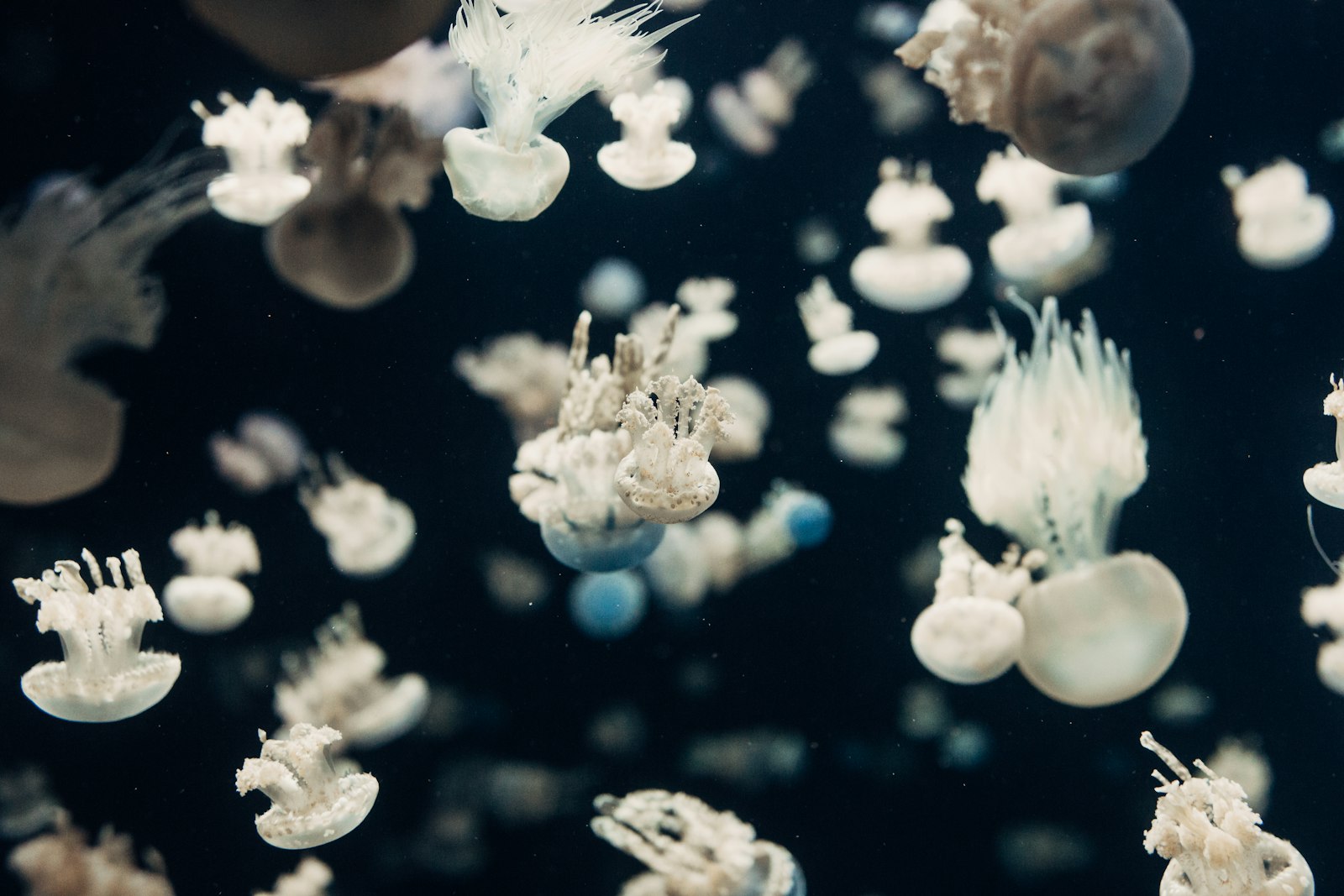 Canon EOS 70D + Canon EF 35mm F1.4L II USM sample photo. White jellyfish underwater photo photography