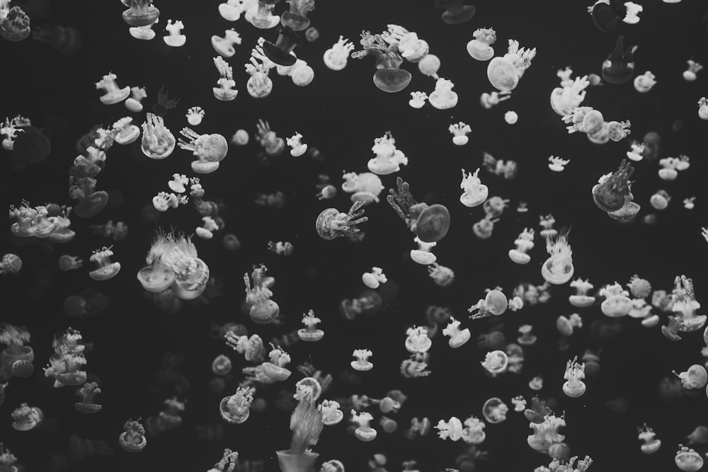 fotografia em tons de cinza de cardume de águas-vivas