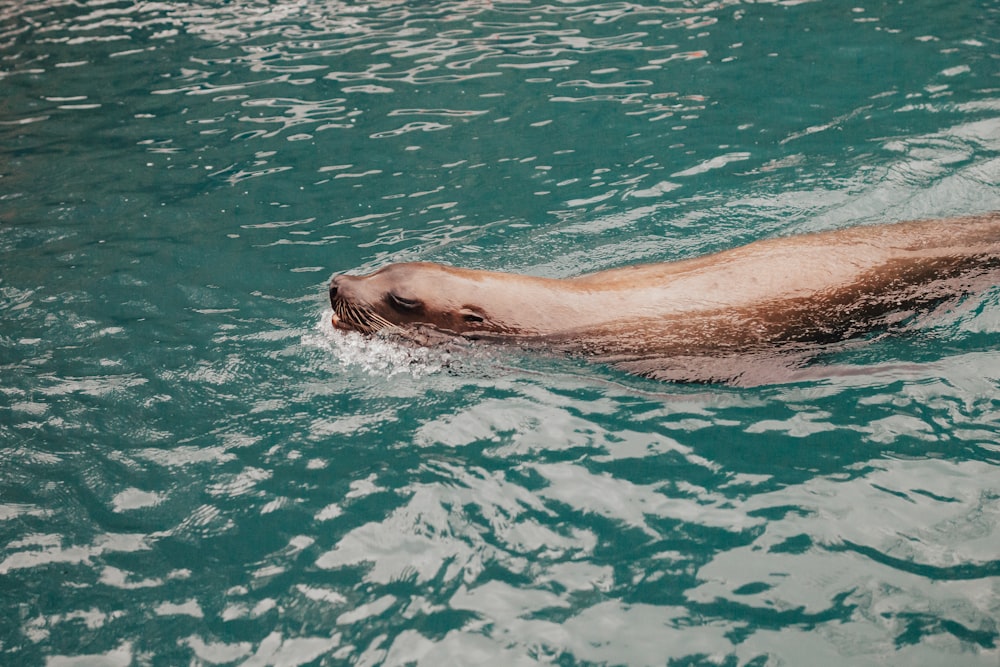 sealion in body of water