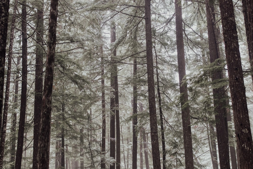 alberi forestali durante il giorno