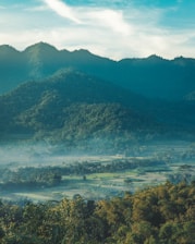 top view of forest mountain