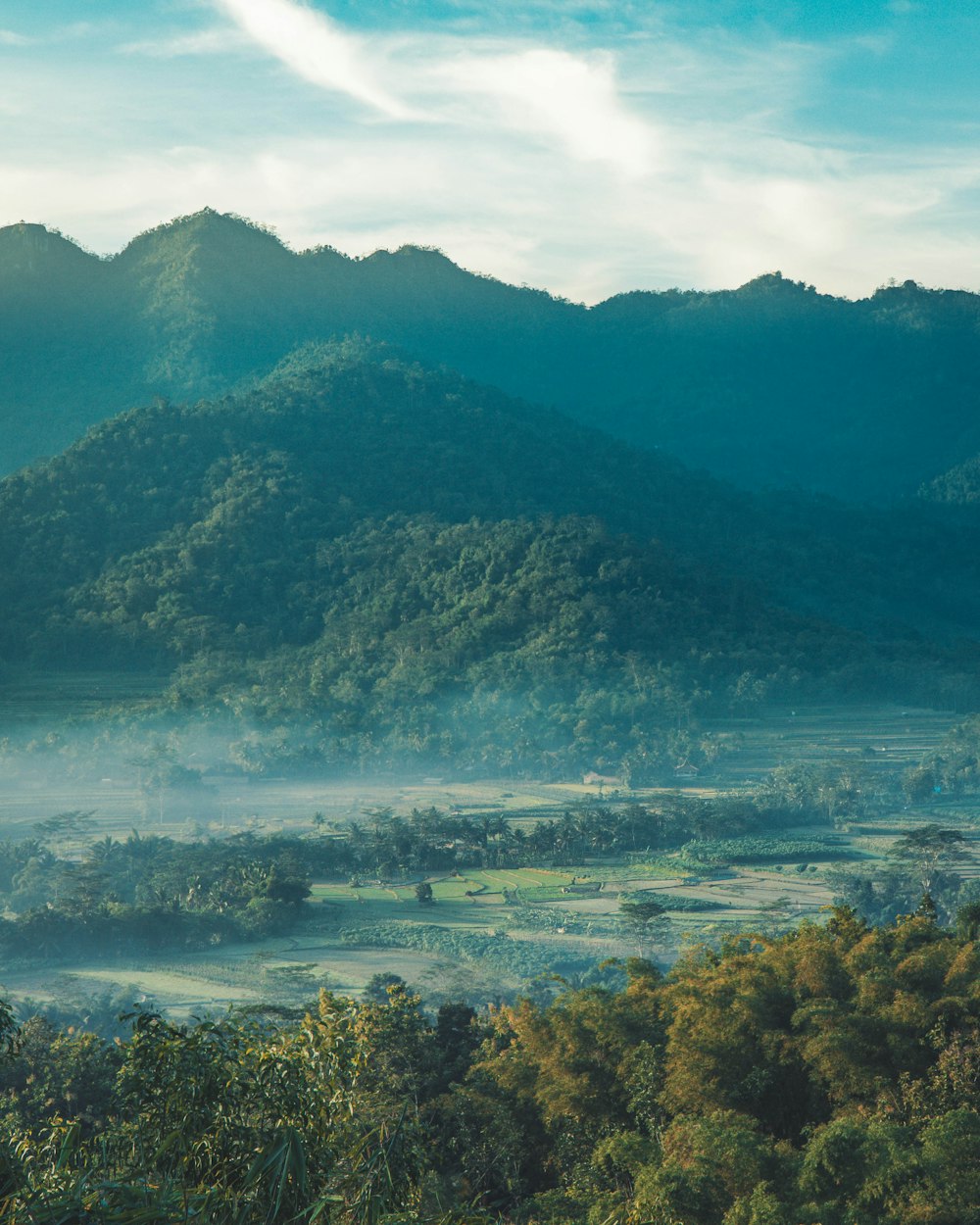 top view of forest mountain