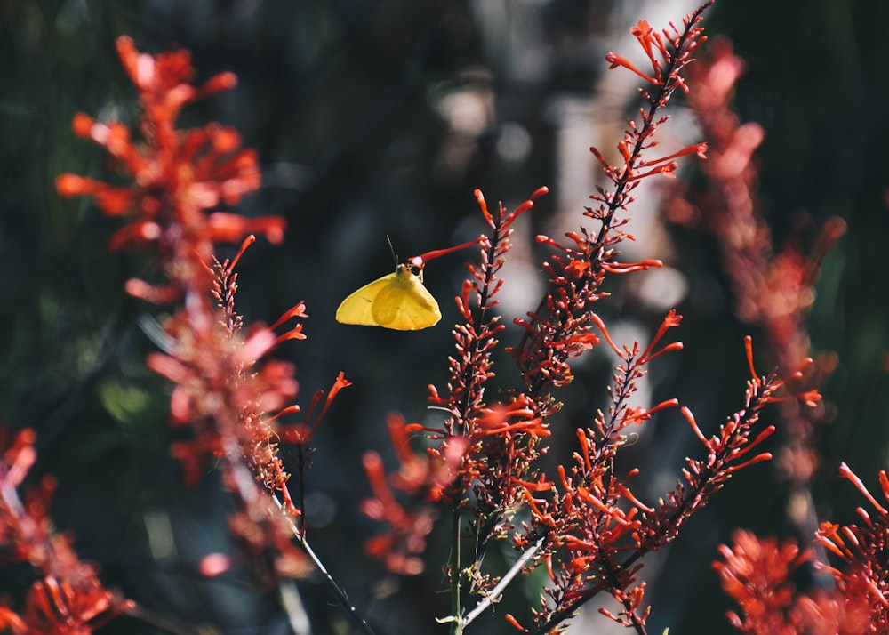 Photographie sélective de papillon jaune perché sur un bouton floral rouge