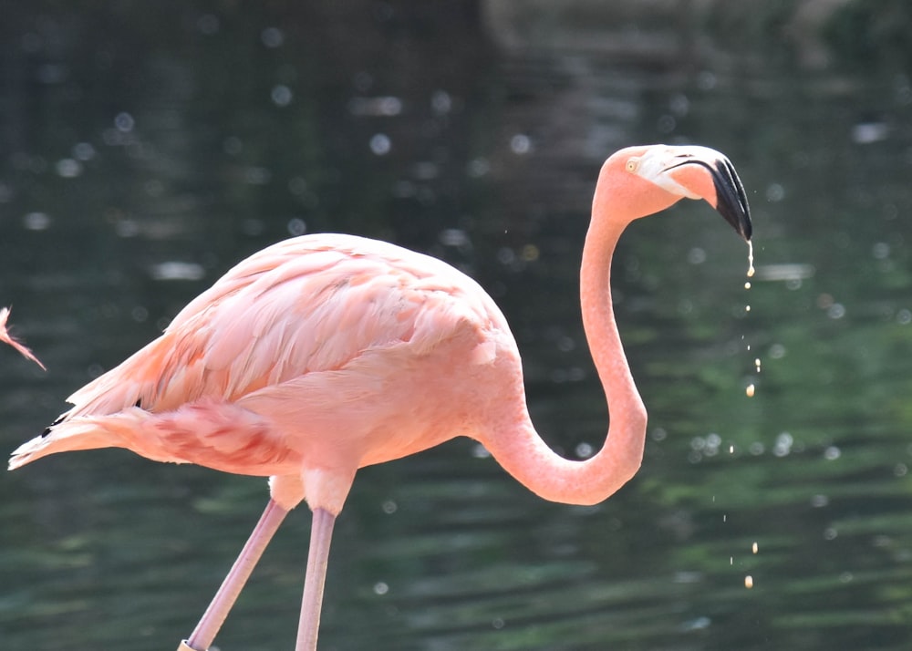 pink flamingo on body of water