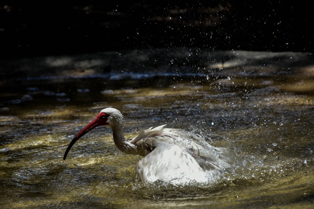 Weißstorch beim Baden