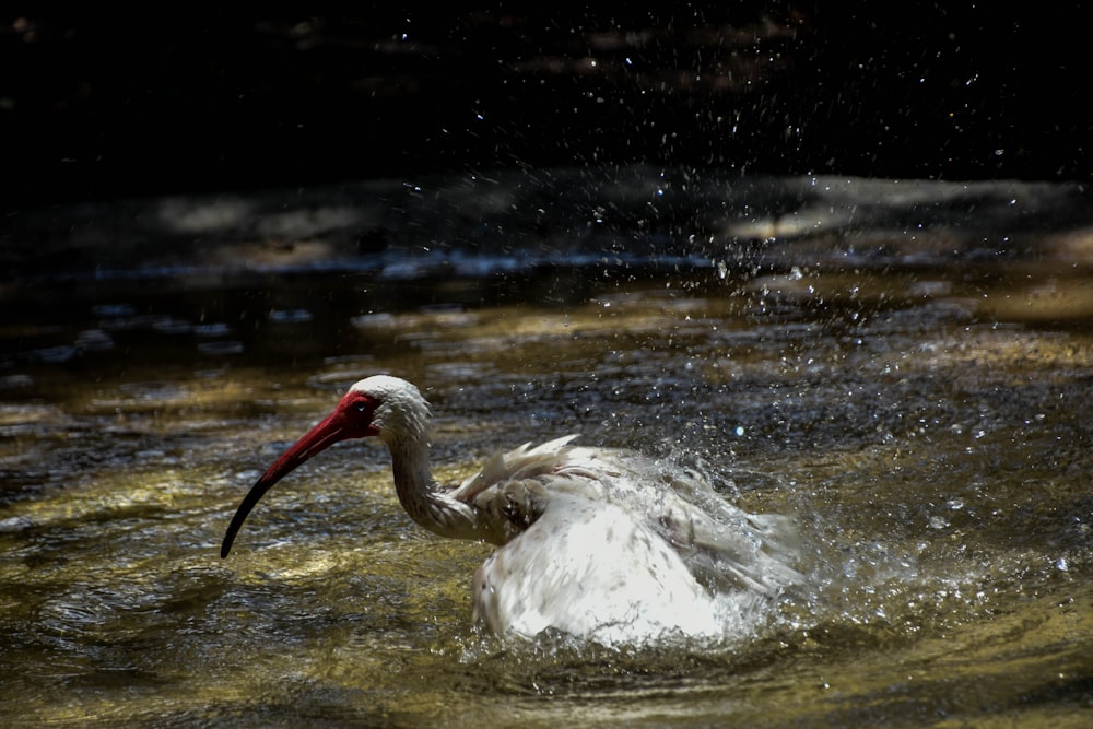 white stork taking a bath