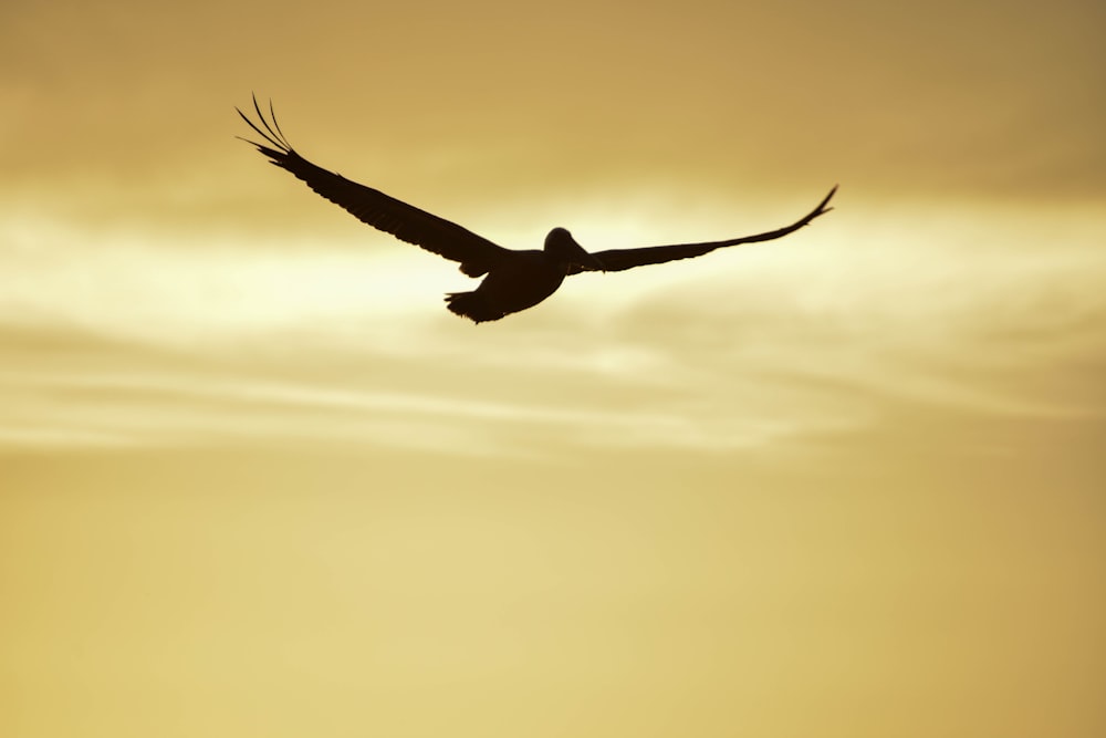 silhouette photography of flying bird