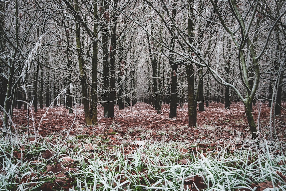 black bare trees