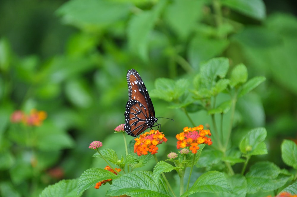 brown and black pollinating on orange petaled flower