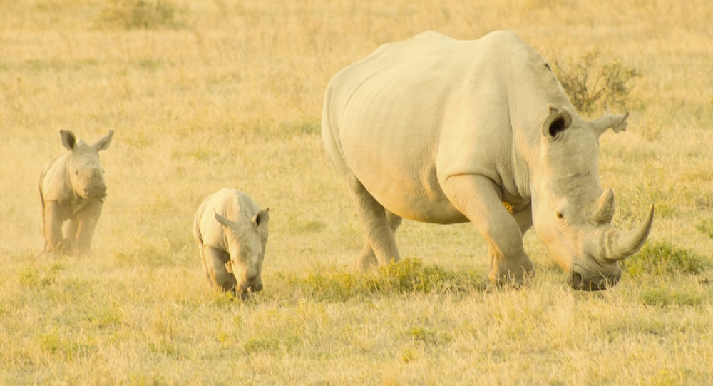 photo of Rhinoceros running on grass