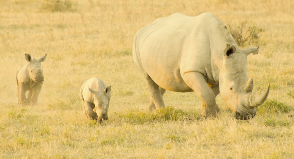 photo de rhinocéros courant sur l’herbe