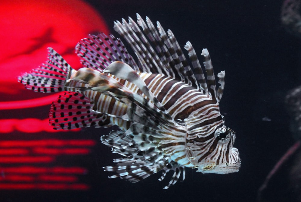 shallow focus photography of brown and white fish