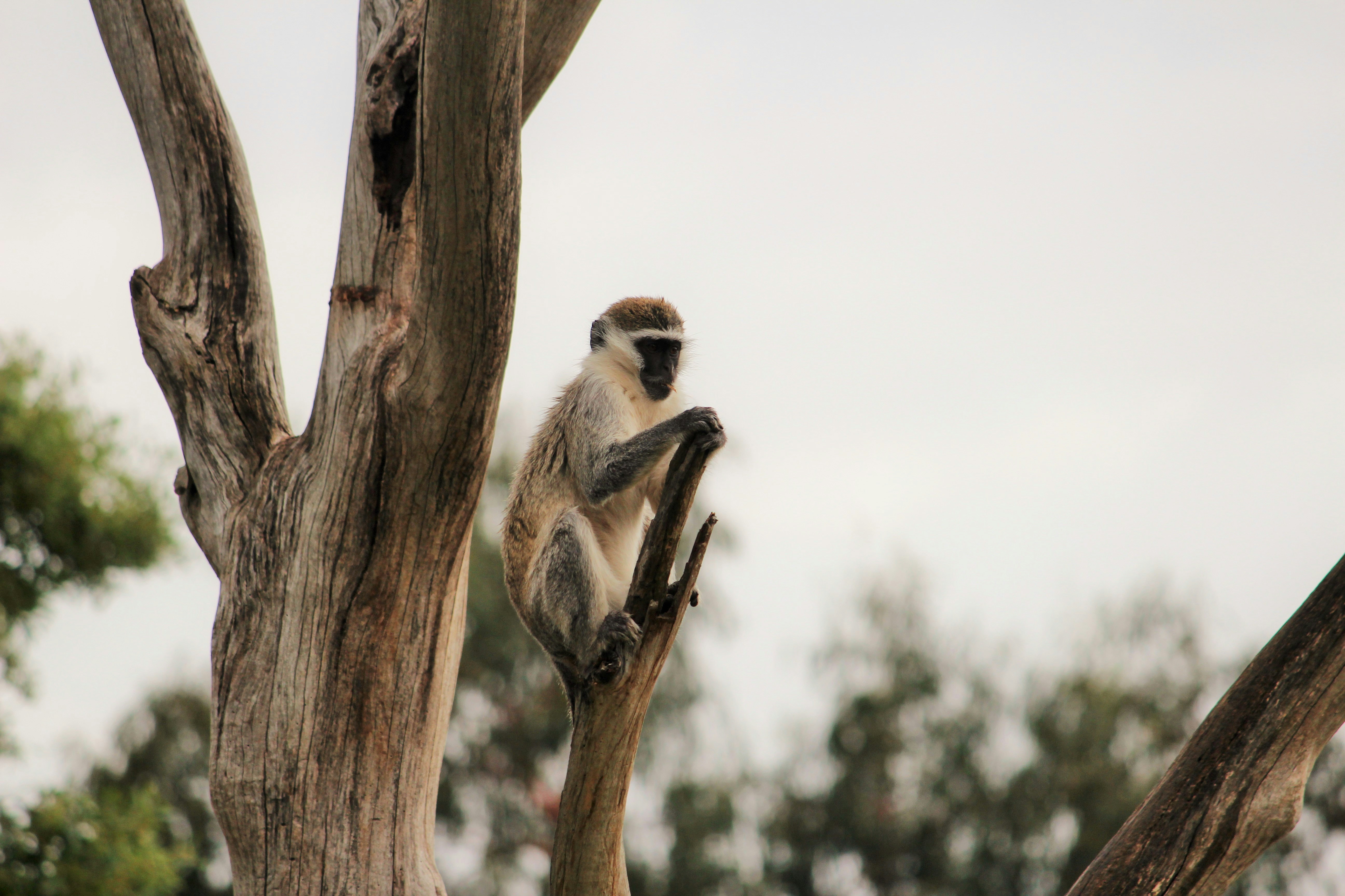 500+ Monkey In Tree Pictures [HD] Download Free Images on Unsplash