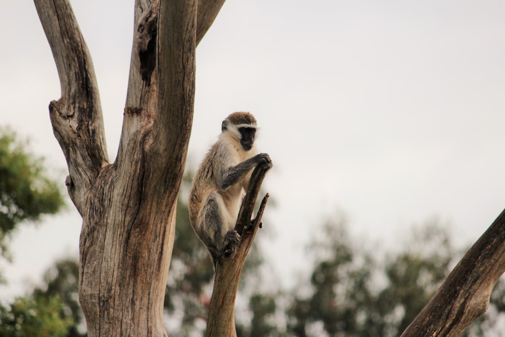 gray langur on tree branch