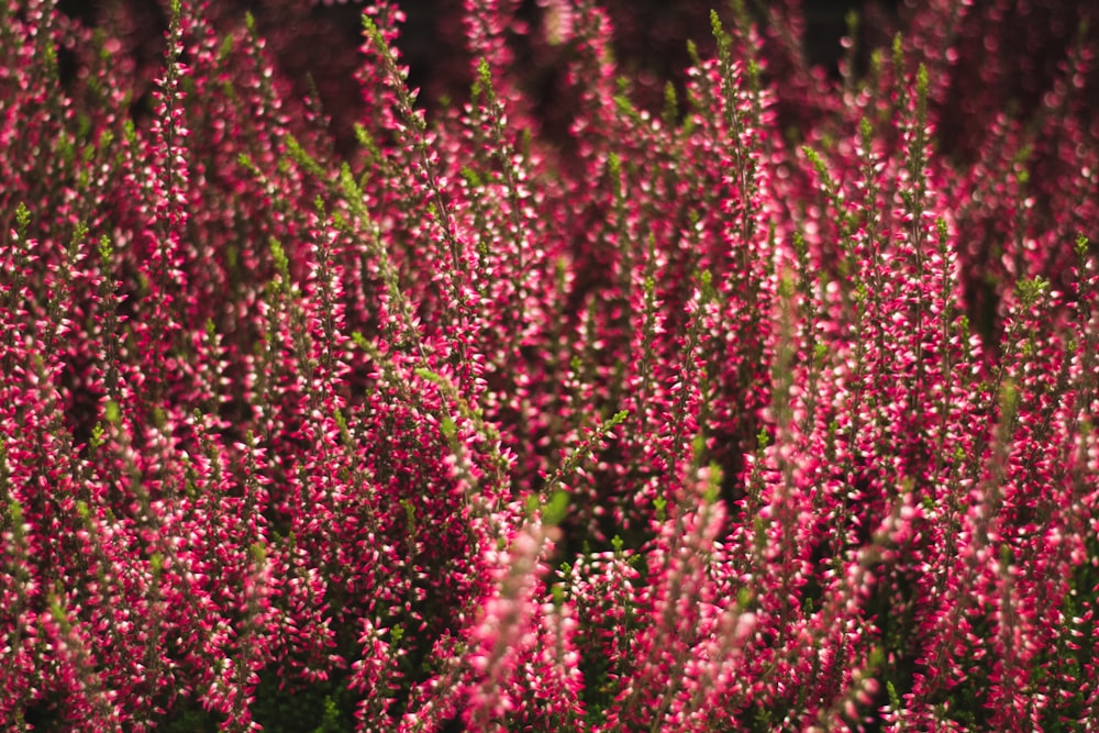 closeup of red petaled flowers