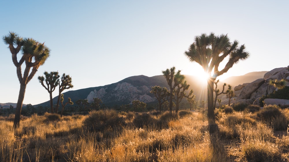 landscape photography of trees