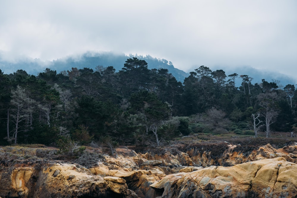 rock formation surrounded by trees