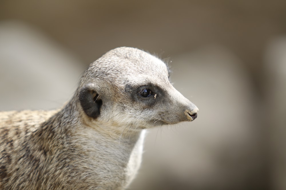 close up photography of brown and gray animal