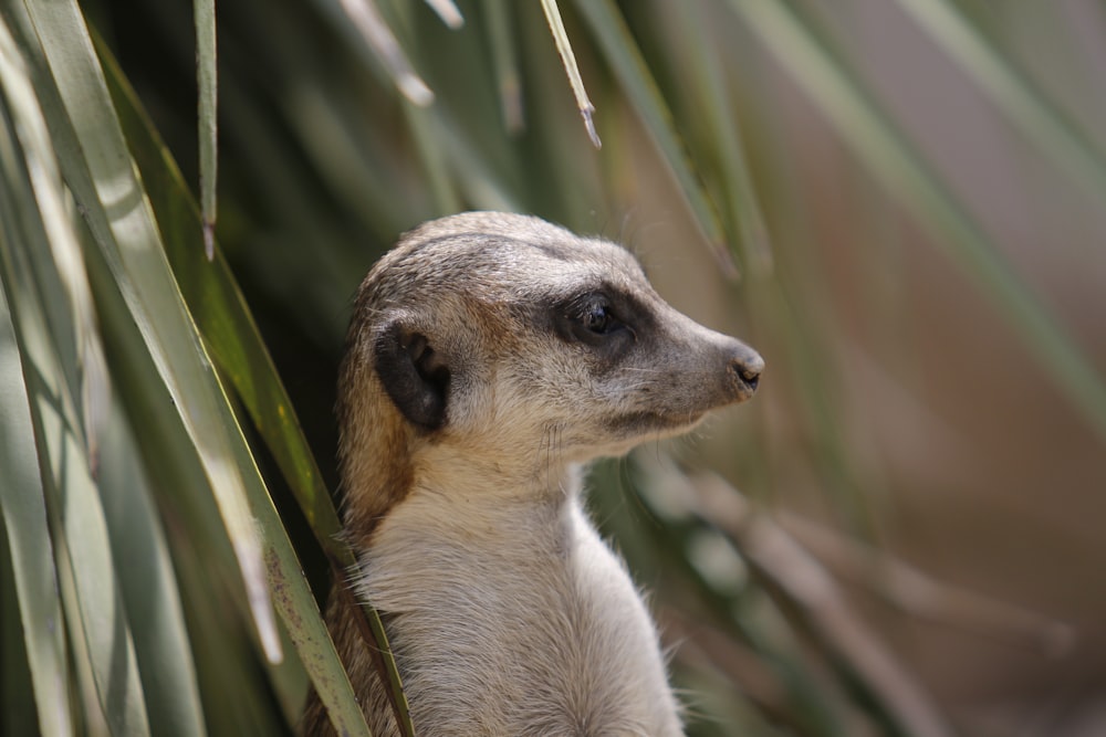 closeup photo of meerkat near leaves