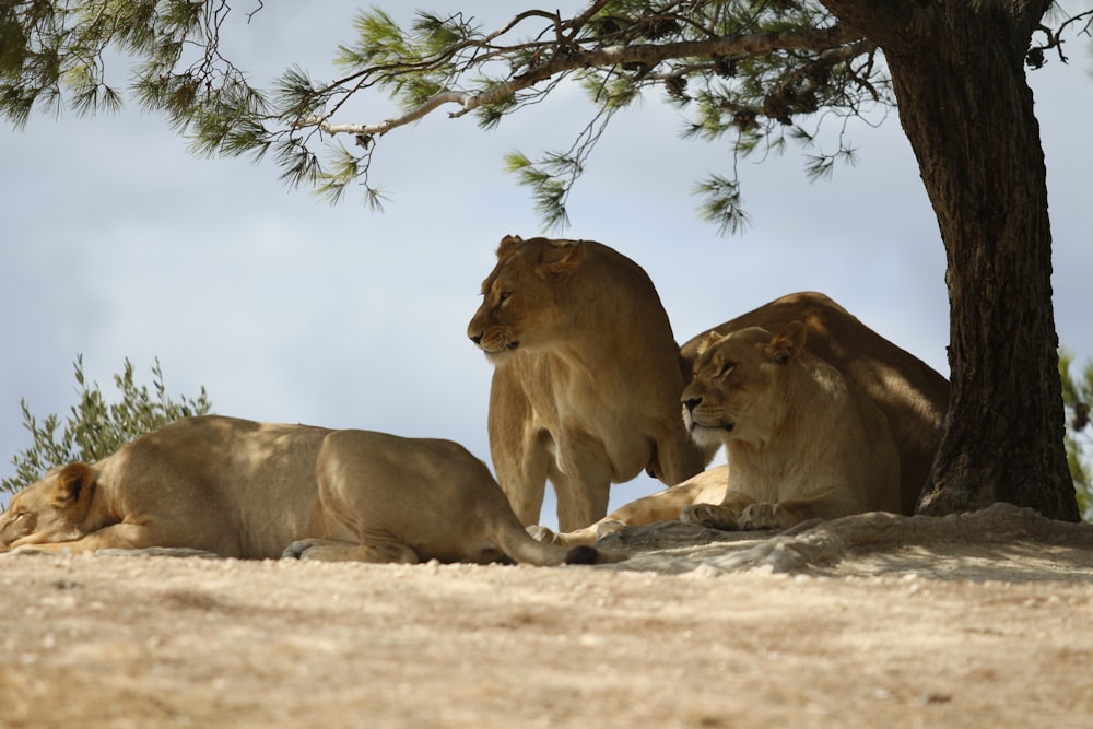 three lioness laying under green leafed tree