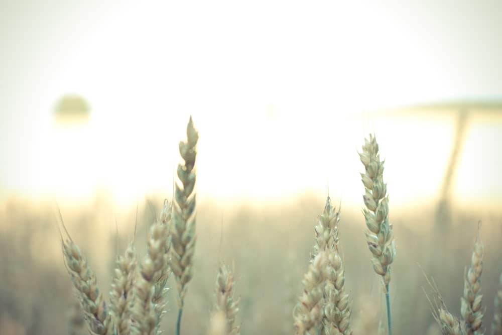shallow focus photography of wheat