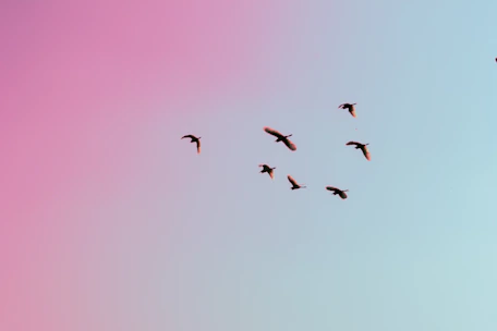 photo of birds flying up in the skiy