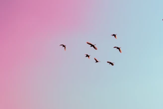 photo of birds flying up in the skiy