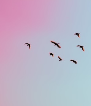 photo of birds flying up in the skiy