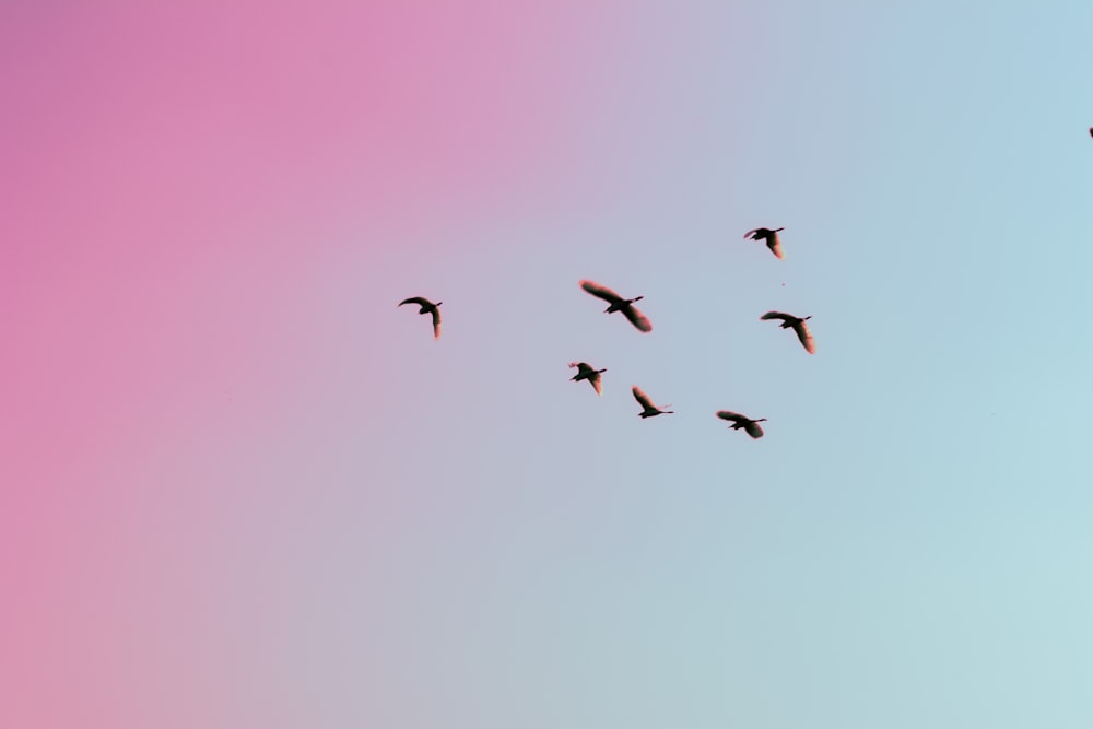 空を飛ぶ鳥の写真