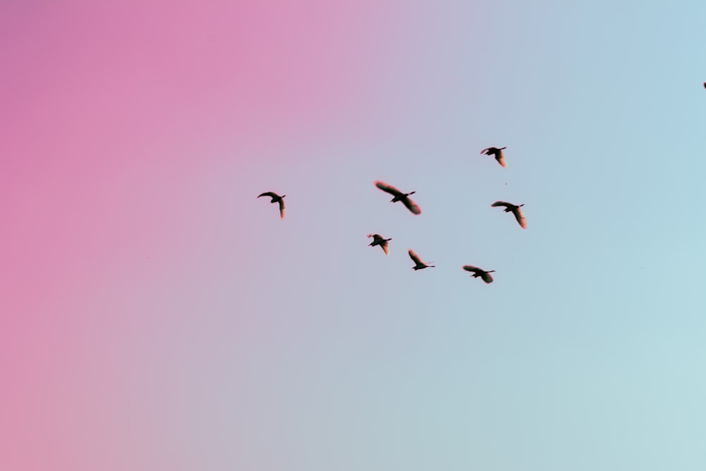 photo d’oiseaux volant dans le ciel