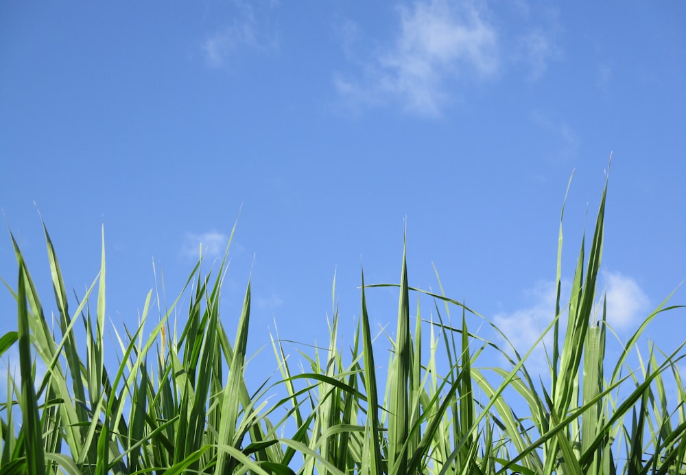 green linear leafed plants under blue sky during daytime