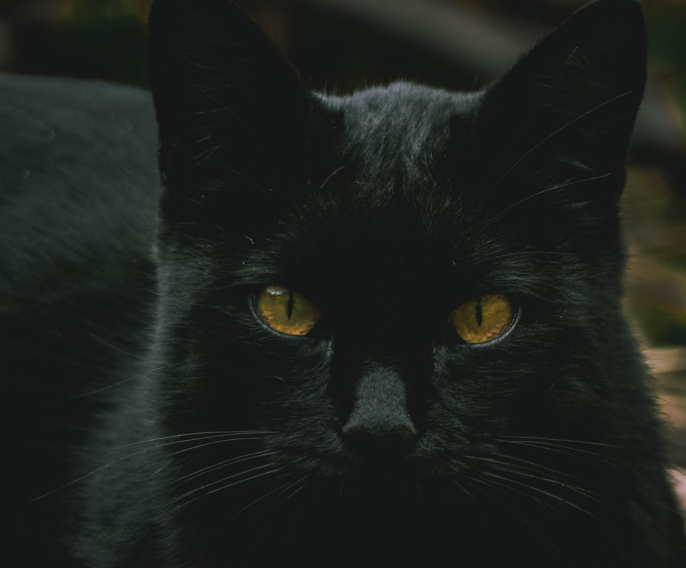 closeup of black cat