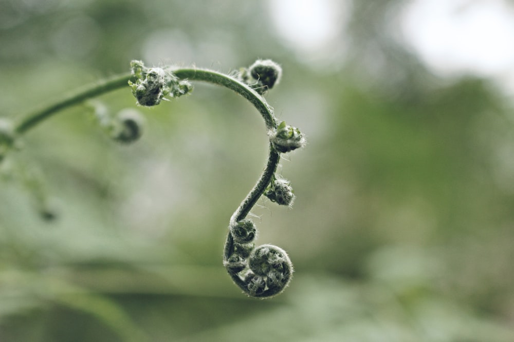 シダ植物の選択焦点写真