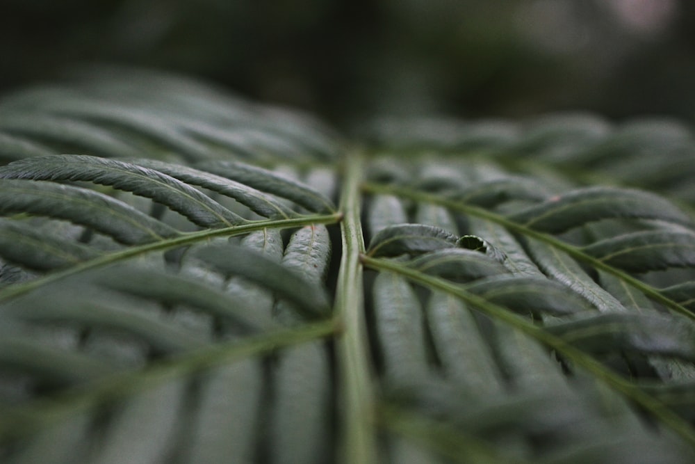 Fotografía de inclinación de plantas de hojas verdes