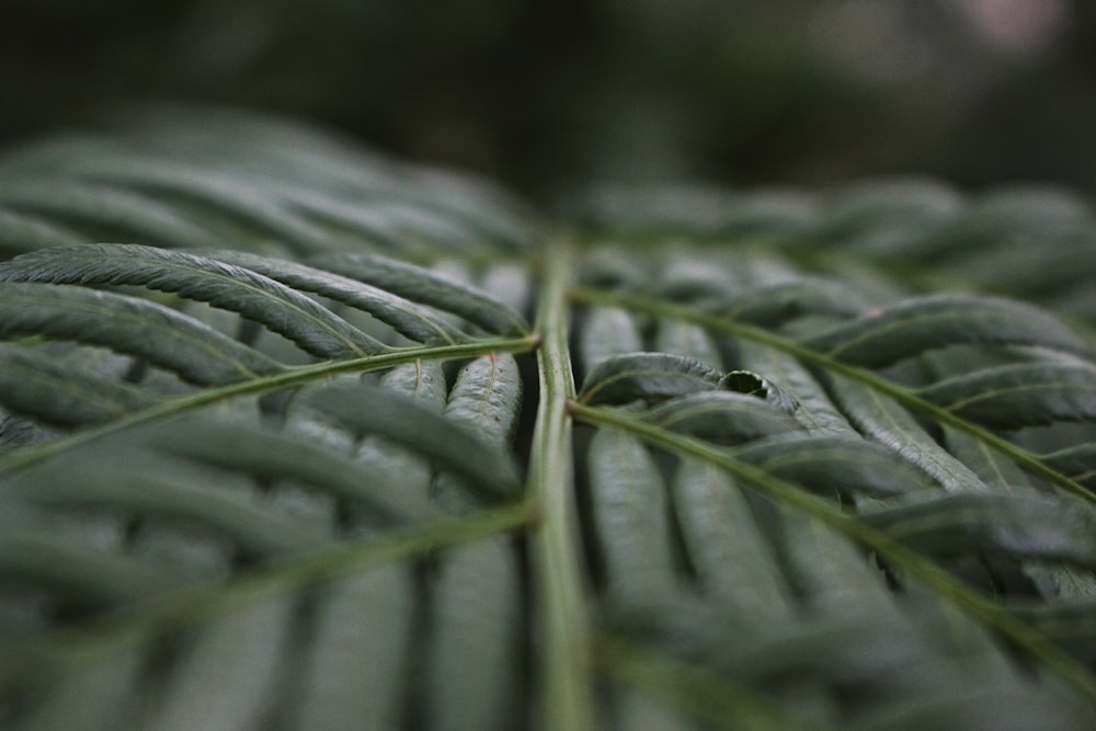 Fotografia de inclinação de plantas de folhas verdes