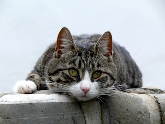 black and white cat