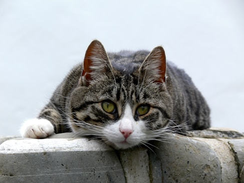 black and white cat